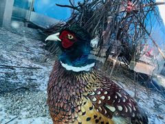 -青藏高原野生动物园