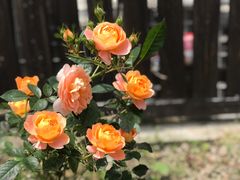 -申隆生态园-上海东方金融小镇