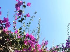 -瑞丽独树成林风景区