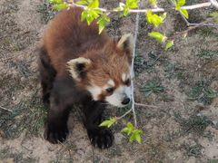 -青藏高原野生动物园