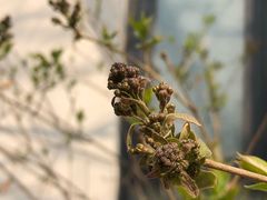 -首开·常青藤二期