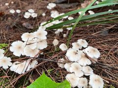 -铁山坪森林公园