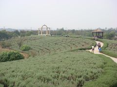 -大塘金香草谷