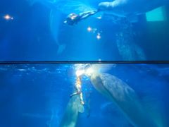 -海合安武汉极地海洋公园
