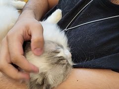 -有喵·猫咖·狗咖·30几只猫10只小狗(岗厦店)