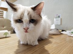 -藏猫猫咖啡主题馆(中央大道店)