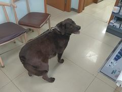 -宠福鑫动物医院(城北分院)