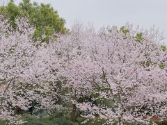 -顾村公园
