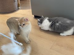 -猫腻·猫咖·撸猫馆(星光大道店)
