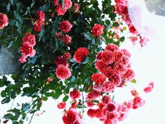 -上海科技馆(地铁站)