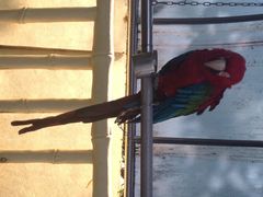 iphone_upload_pic-百鸟园