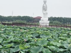 -荷塘月色湿地公园·向阳花洲