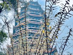 -铁山坪森林公园