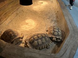 -Zoolung Zoolung动物主题公园(海信广场店)