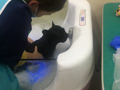 -佳雯宠物医院(四明中路分院)