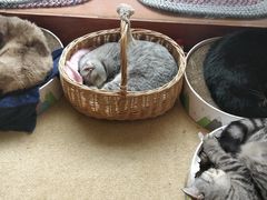 -猫友咖啡店(玉林西路店)