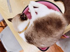 -绒爪撸猫下午茶·猫咖