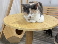 -楼上猫咖(罗湖店)
