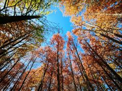 -上海海湾国家森林公园