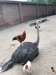 -上美四季动物农场