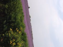 香薰山谷-紫颐香薰山谷景区