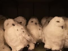 -哈利波特魔法世界
