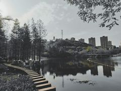 -重庆彩云湖湿地公园