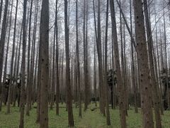 -东平国家森林公园