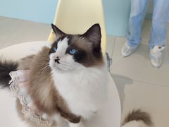 -怪兽屋·羊驼·猫咖·狗咖(俊华广场店)