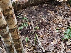 -五营红松林海景区