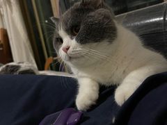 -乐琪宠物医院·犬猫专科·骨外科·急重症