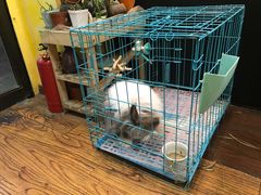 -志龙皇冠吃货椰子铺
