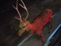 -清迈夜间动物园