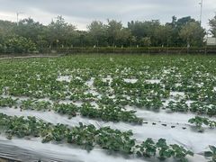 -尚果生态采摘园