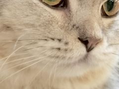 -猫友咖啡店(玉林西路店)