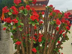 -莆田湄洲妈祖祖庙