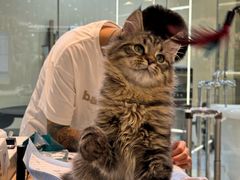 -momokira米努特·德文卷毛猫·棉花面纱犬