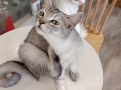 -楼上猫咖(罗湖店)