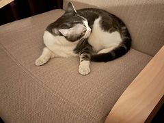 -猫大福·Fortune Cat猫舍(百子湾店)
