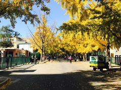 -三里屯东五街银杏大道