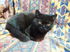 -喵屿·大理花园猫咖