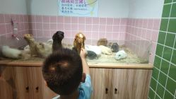 -Moni星球萌宠·小马宝莉·灵蛇·高端高阶全萌宠互动体验俱乐部(红豆国际广场店)