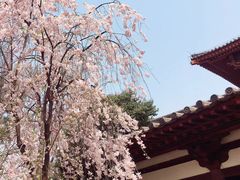 -西安青龙寺遗址景区