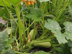 -甜心庄园·甜心草莓采摘园(西青中北店)