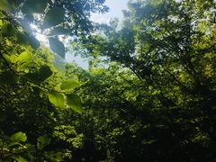 -牛背梁国家森林公园