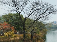 -广东花都湖国家湿地公园