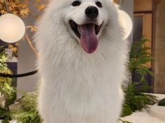 -帕帕拉兹宠物(亚洲旗舰店)