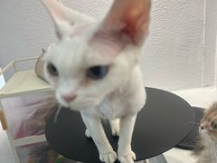 -琪喵猫屋·撸猫猫咖·猫舍