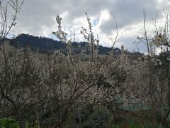 -樱桃山旅游景区