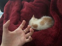 -艾吉宠物医院·疑难杂症转诊中心·猫友好(碧江路院)